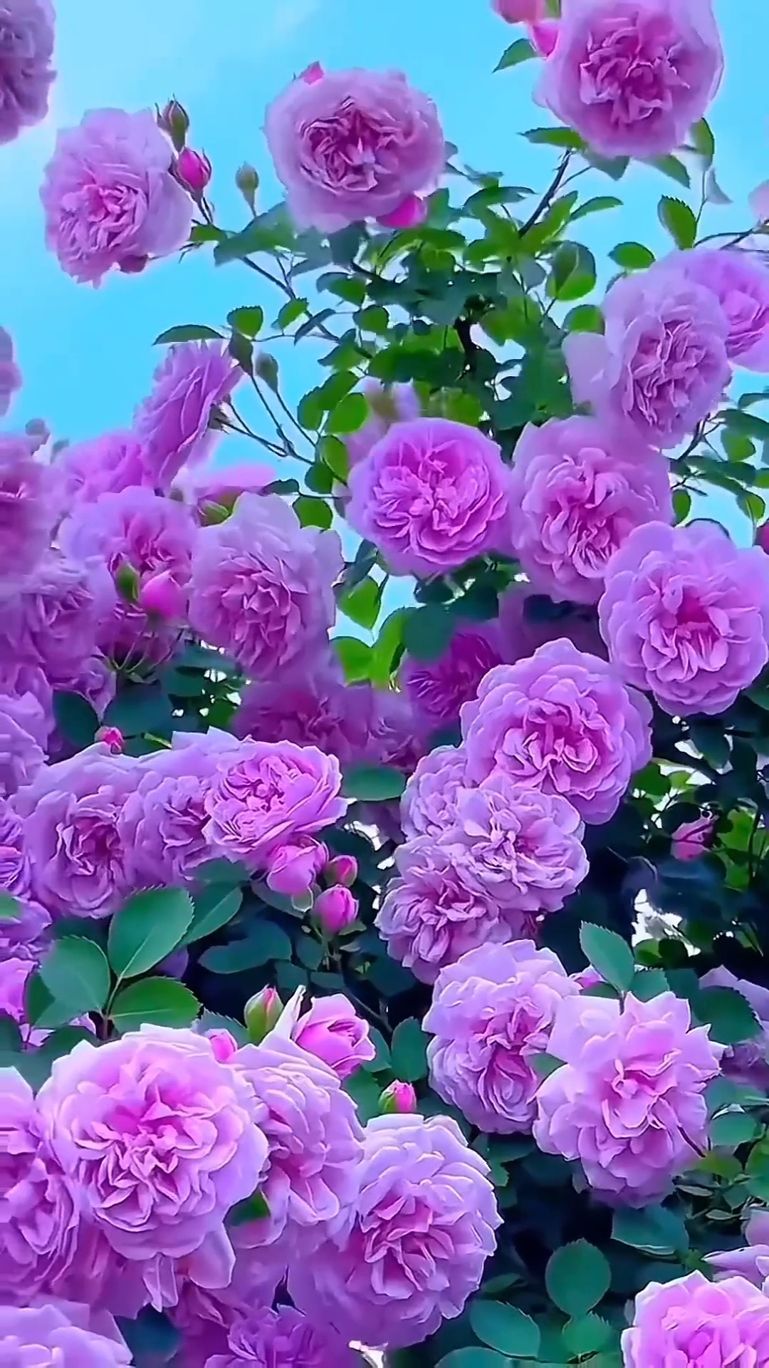 С 8 Марта, с днем весенним! Пусть исполнятся мечты, Чтобы было настроенье, И улыбки, и цветы! 😼🫶💐