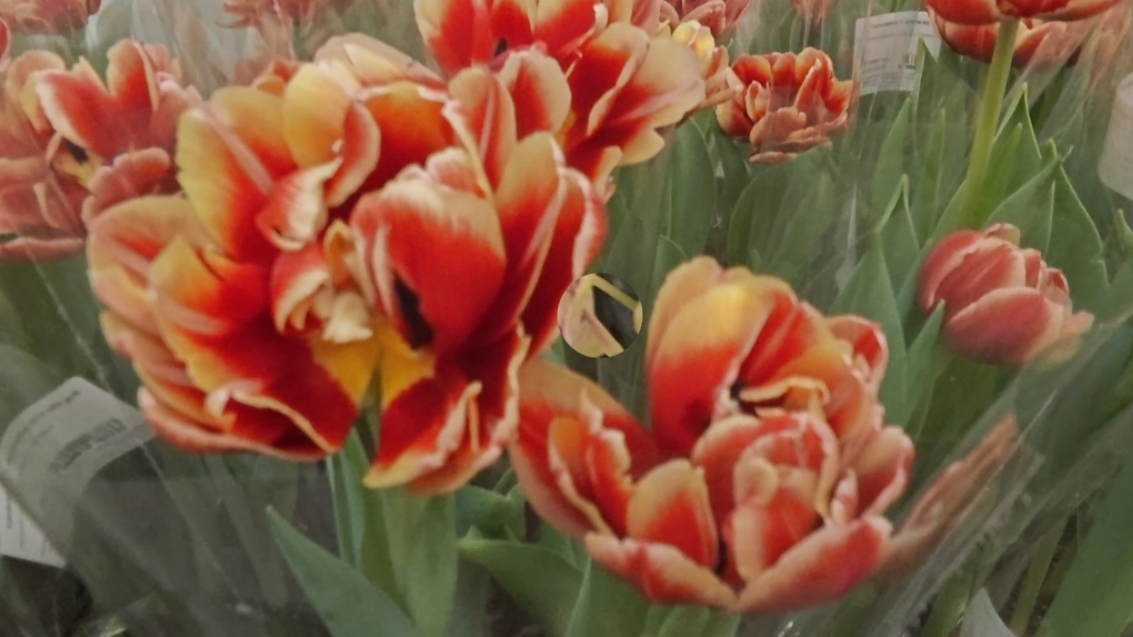 07-03-2026.Цветы в Оби Мега  Парнас в честь 8 марта.