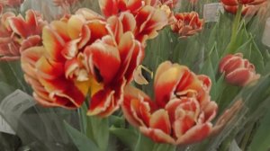 07-03-2026.Цветы в Оби Мега  Парнас в честь 8 марта.