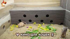 Видео для кошек про крысок развлекать питомцев 🐭🐀😂 (477)