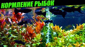 Кормление аквариумных рыб