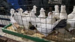 7.03.2026г Ярмарка Сборная ст.Бронницы!!!Полный Обзор!!!