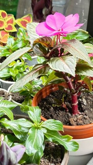 Чудо цветок!