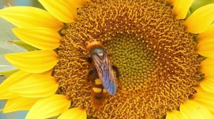 Шершень на подсолнухе