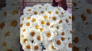 Дарите женщинам цветы **JAZZDAUREN **