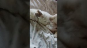 Трогаю Лапку Кошке 2 Часть