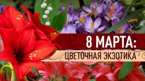 «Привези мне цветочек аленький»: цветы к 8 Марта. Топ отличных советов, если надоели розы и мимозы