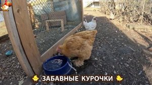 Цыплята и Курочки селяночки лучшие беспородные несушки 🥚 (451)