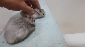 Жемчужные хомячки дети Жемчужки подросли