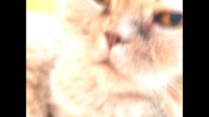 🐱|эдит кошки|Edit for cat|второй|🐱