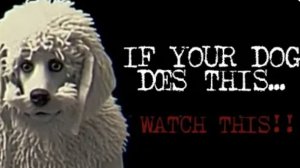 What my Dog Doin? ( ANALOG HORROR )