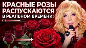 20 красивейших красных роз раскрываются за несколько минут