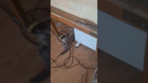 1000050754.mp4 (Собака наблюдает за устройством лестницы на 2-ой этаж в доме А-фрейм)