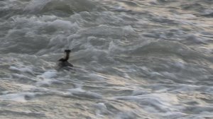 Чомга на волнах Чёрного моря