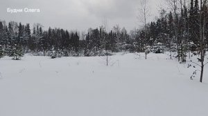 Поход в лес на мототолкаче. Буду закрывать капканы 26.02.26