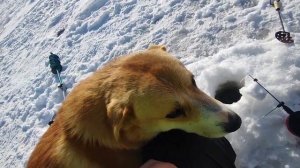 VLOG хулиганка Джени. Витаминки получила😘.На рыбалку за чехонью. Толстенький ласковый рыжик на льду