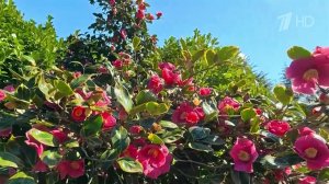 Южные регионы России сейчас превращаются в настоящее цветочное царство.