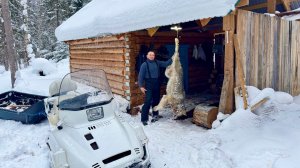 ЗАКРЫТИЕ СЕЗОНА. ВОЛКИ РВУТ КОСУЛЬ ПРЯМО НА ПУТИКАХ. ДОБЫЛИ ВТОРОГО ВОЛКА.