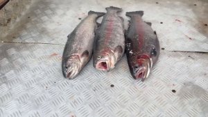 улов форели