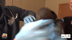 Ветеринарный осмотр_16.02.2026_ВС_OBRC_ГДП