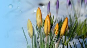 Футаж. Весеннее настроение 2