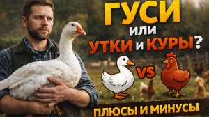 ГУСИ ИЛИ УТКИ И КУРЫ? 🦢🐔 ЧТО ВЫГОДНЕЕ в 2026 году — честное сравнение!




Гуси, утки или куры — ч