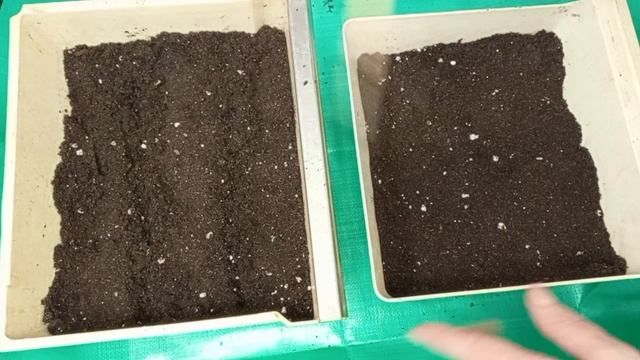 ТОМАТЫ 2026 г. 🍅 Начало дачного сезона