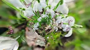 С 8 Марта 2! Музыкальная открытка от Киностудии Мудрого Кота Тимофея!