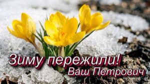 Тюльпаны (К 8 марта)