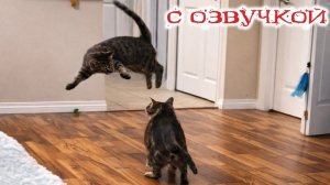 СМЕШНО ДО СЛЕЗ Приколы_с_котами и кошками!Смешные_коты!_Самые_смешные_животные!Смешная озвучка