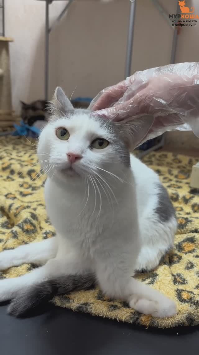 Лацио ждёт вас в приюте #Муркоша