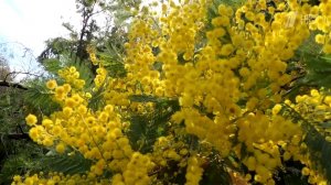 На юге, где весна вступила в свои права, буйство красок первоцветов, магнолии и мимозы.