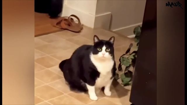 Самые смешные кошки года.