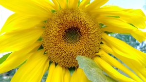 "Муха Цокотуха"