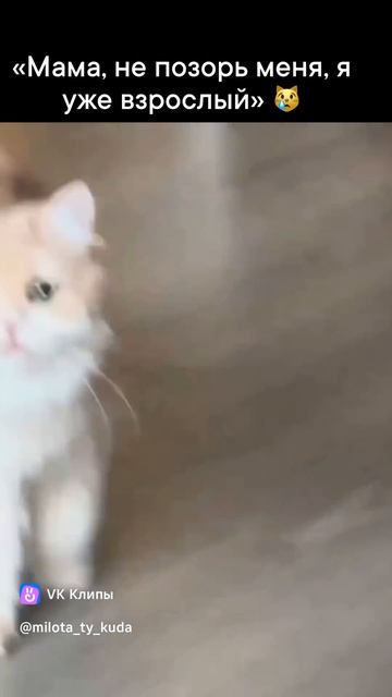 мама кошка с котёнком...