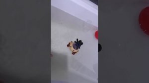 VID_20260307_224415.mp4