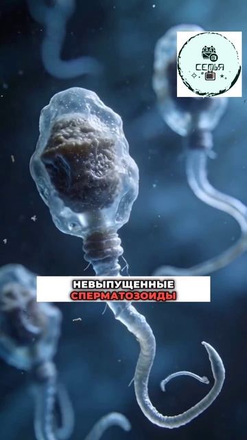 СТО БУДЕТ С ТЕЛОМ ЕСЛИ НЕ ЭЯКУЛИРОВАТЬ МЕСЯЦАМИ