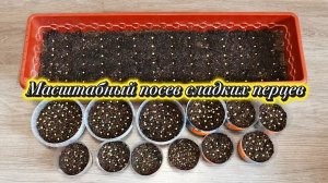 07.03.26 Основной посев сладкого перца. 96 сортов 😁