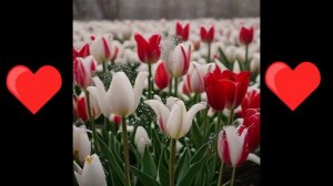 Тюльпан - символ любви, талисман