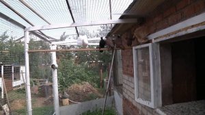 Беседы о голубях. ч. 7