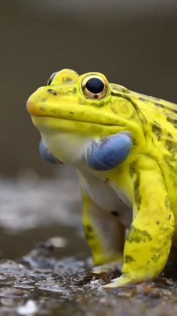 Квакающий самец индийской лягушки-быка