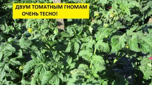 ПОСЕВЫ 2026-47.  Два Гнома в одной лунке - стоит ли так высаживать?