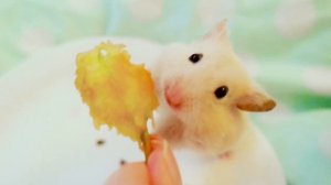 Хомячок ест яблоко