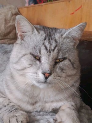 щоизомщрвшра