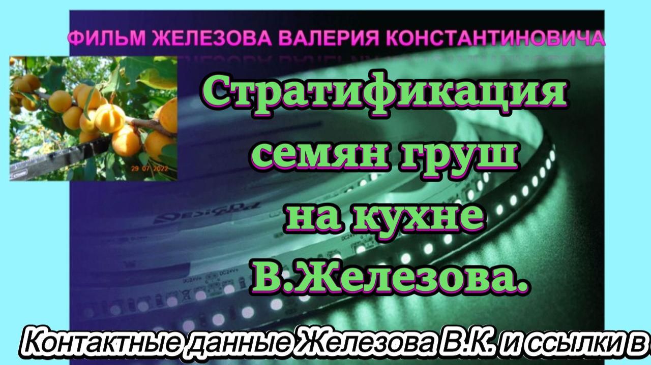 Стратификация семян груш на кухне В.Железова.