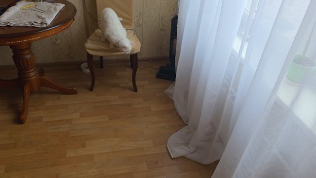 Милка знакомится с электроигрушкой