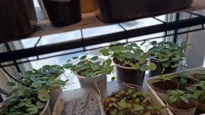 пикирую томаты из серии гном..рассада на 07.03.2026