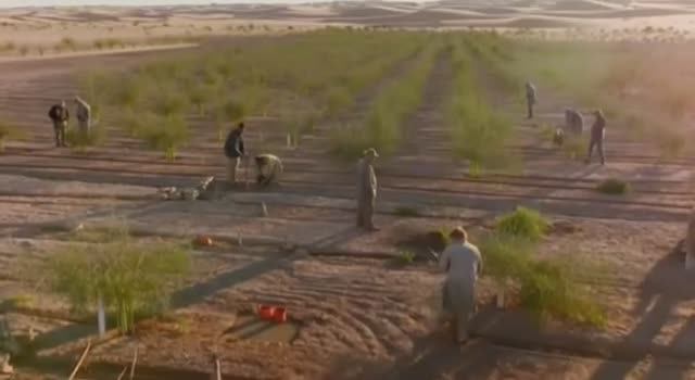 ... Как выживают в пустыне Сахара....