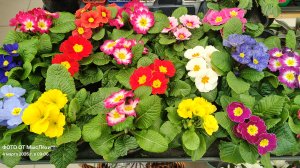 С 8 МАРТА всё для вас мои хорошие