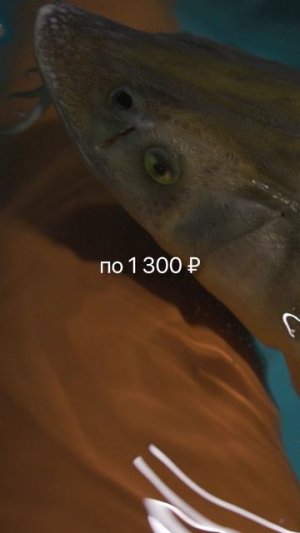 Если вложить 100 тыс. руб. в малька можно заработать до 2 млн чистыми. Хотите так же? Подпишитесь!